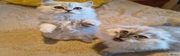 Scottish Fold cats for sale: Scottish fold and straight ear kitten's 😻 - Advert 12