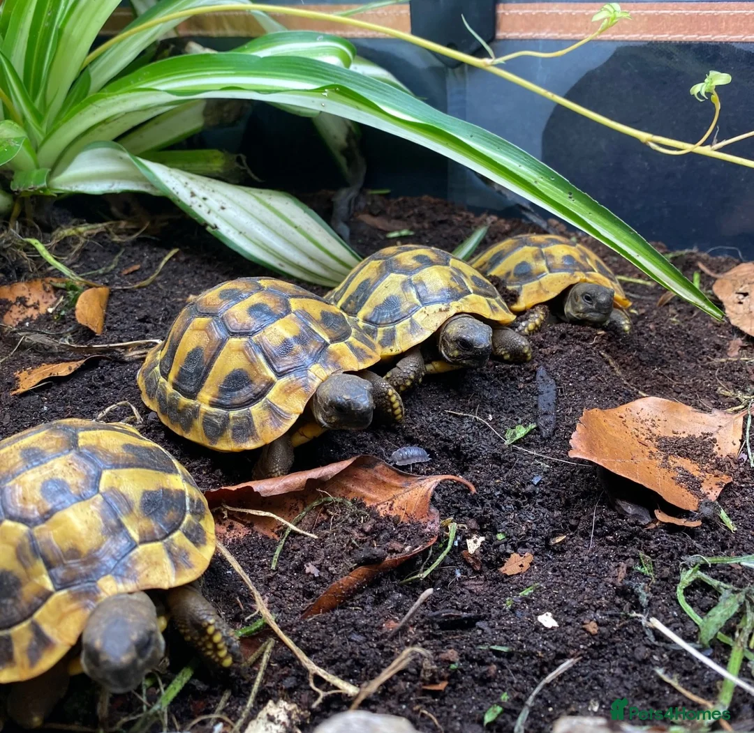 Tortoise reptiles for sale: Hermanns Tortoise (Baby / Hatchling) - Advert 2