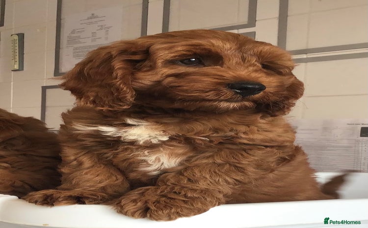 Labradoodle dogs - Advert 1