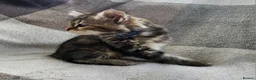 Siberian cats for sale: Traditional pure Siberian kittens, TICA reg - Advert 8
