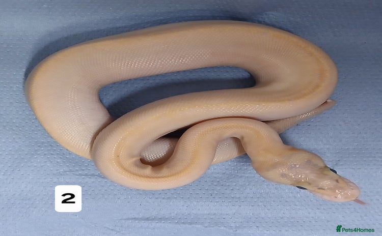 Python Snake reptiles - Advert 19