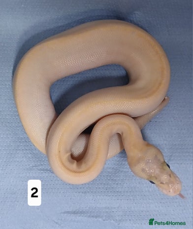 Python Snake reptiles - Advert 17