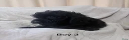 Cockapoo dogs for sale: 5 beautiful cockapoo puppies  - Advert 6