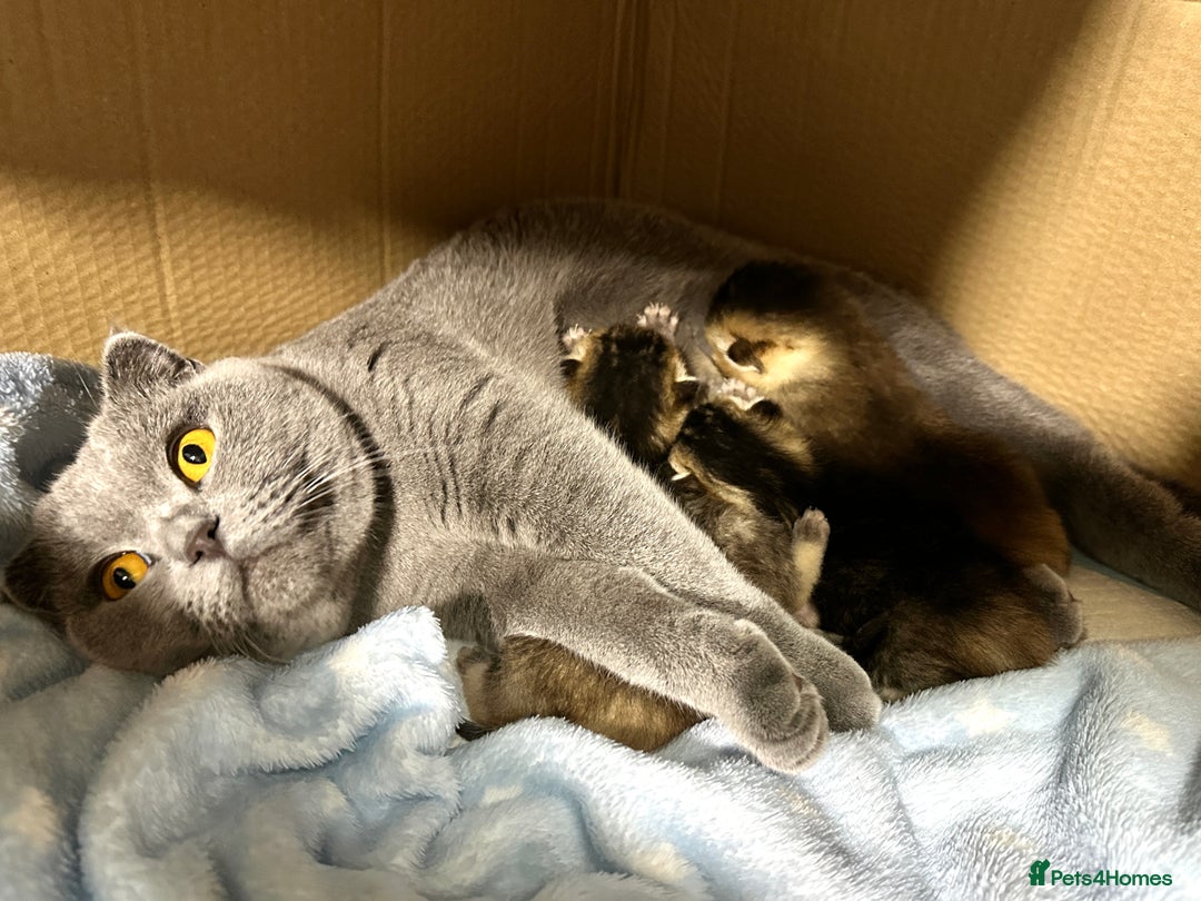 Scottish Fold cats for sale: Scottish Fold Kittens ( only 2 left ) - Image 16