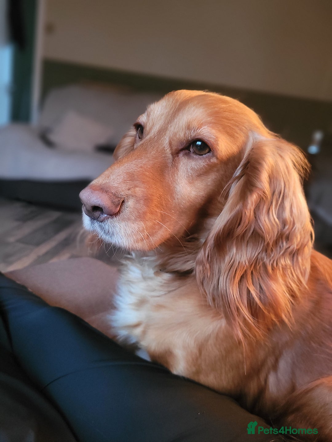 English Springer Spaniel dogs for sale: Springer spaniel - Image 7