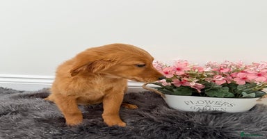 Golden Retriever dogs - Advert 5