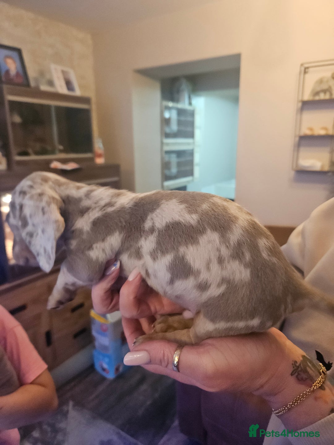 Dachshund dogs for sale: Miniature dashhound pups - Image 5