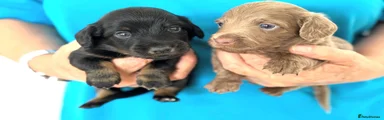 Miniature Dachshund 3