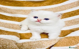 British Longhair cats for sale: 🐾🤩❤️Gold Angels - tiny stars 🐾❤️🐱 - Image 18