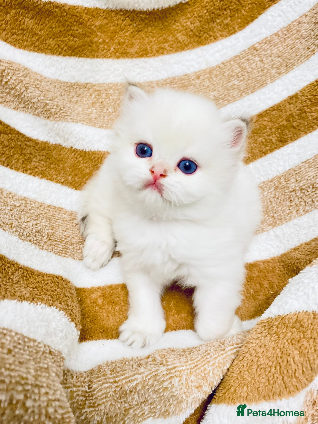British Longhair cats for sale: 🐾🤩❤️Gold Angels - tiny stars 🐾❤️🐱 - Image 18