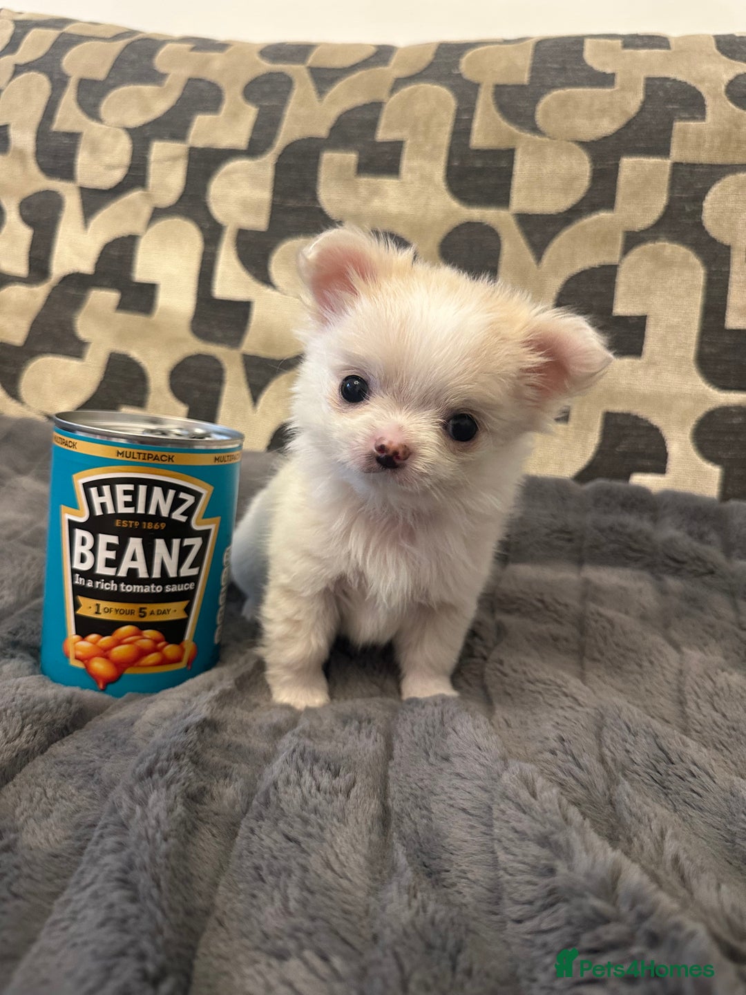 Chihuahua dogs for sale: KC Reg Champion Russian lines LONG COAT puppies - Image 2