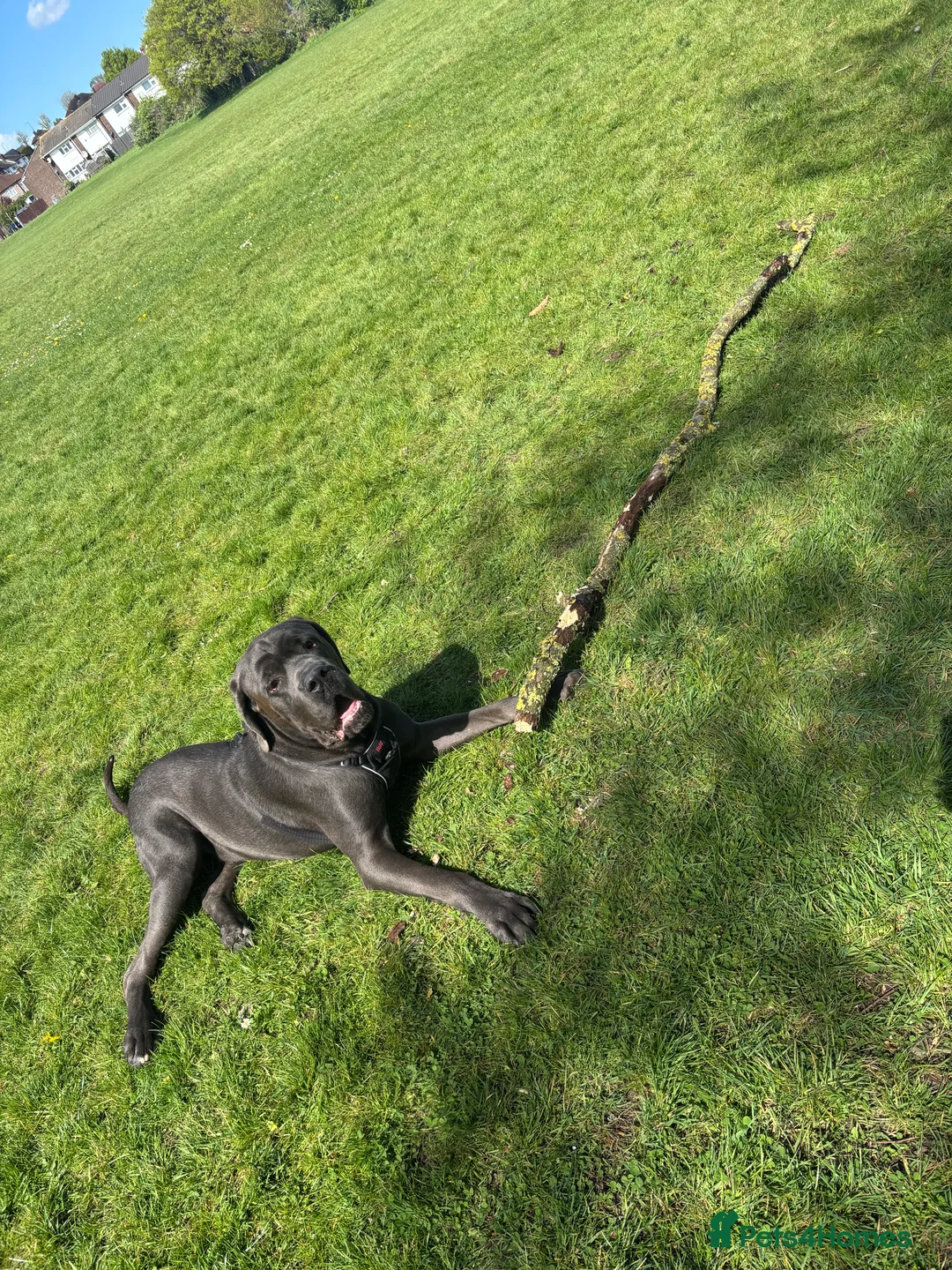 Cane Corso dogs for stud: Big boy chaos🐾 - Advert 5