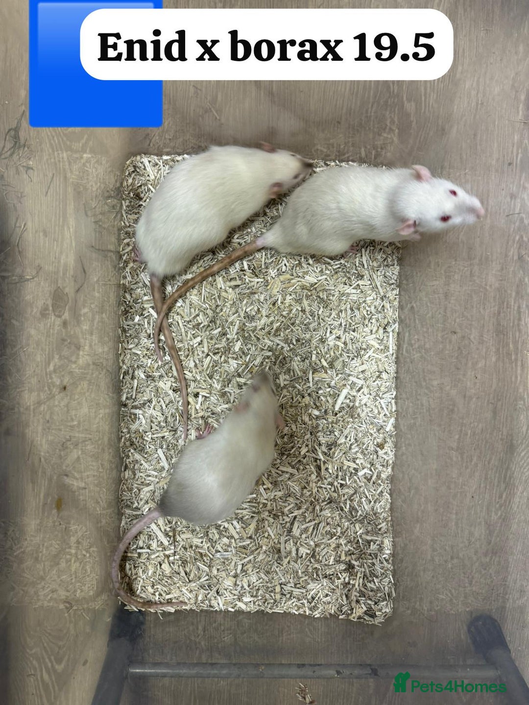 Rat rodents for sale: Baby and young rats ready now. Sheffield - Image 5