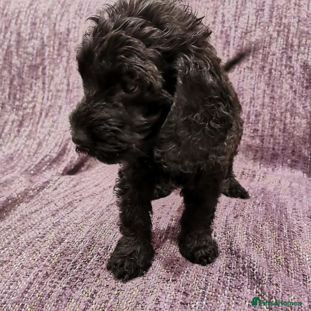 Cockapoo dogs for sale: COCKAPOO PUPPIES FOR SALE ready now  - Image 33