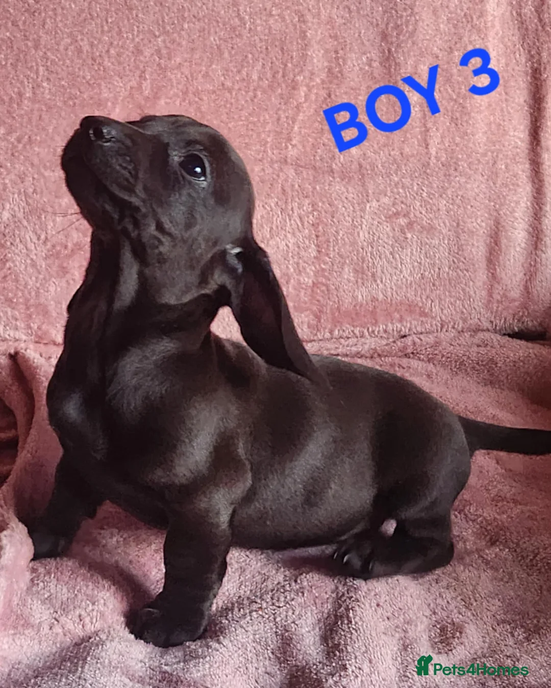 Miniature Dachshund dogs for sale: 🐶🐶8 stunning miniature dashund puppy’s  - Advert 16