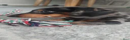 Miniature Dachshund dogs for sale: Dapple miniature dachshund - Advert 5