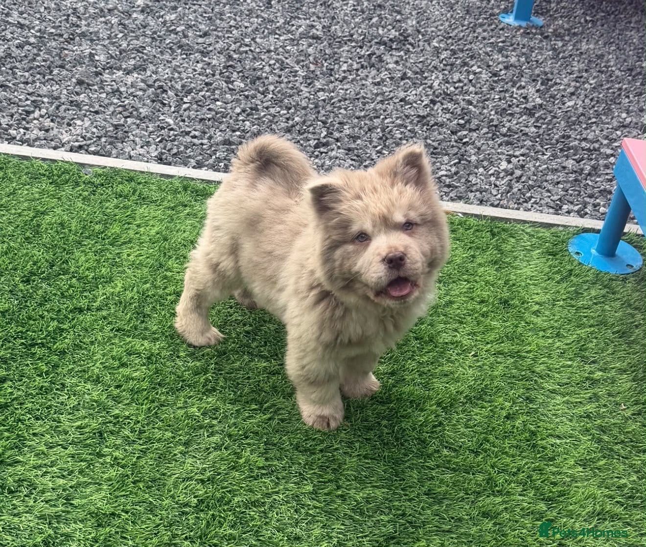 Chow Chow dogs Exotic colour male chow chow puppies for sale  - Advert 2