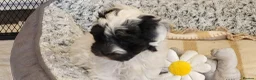 Yorkiepoo dogs for sale: Yorkiepoos 2 Stunning Boys  from Licensed Breeder  - Advert 4