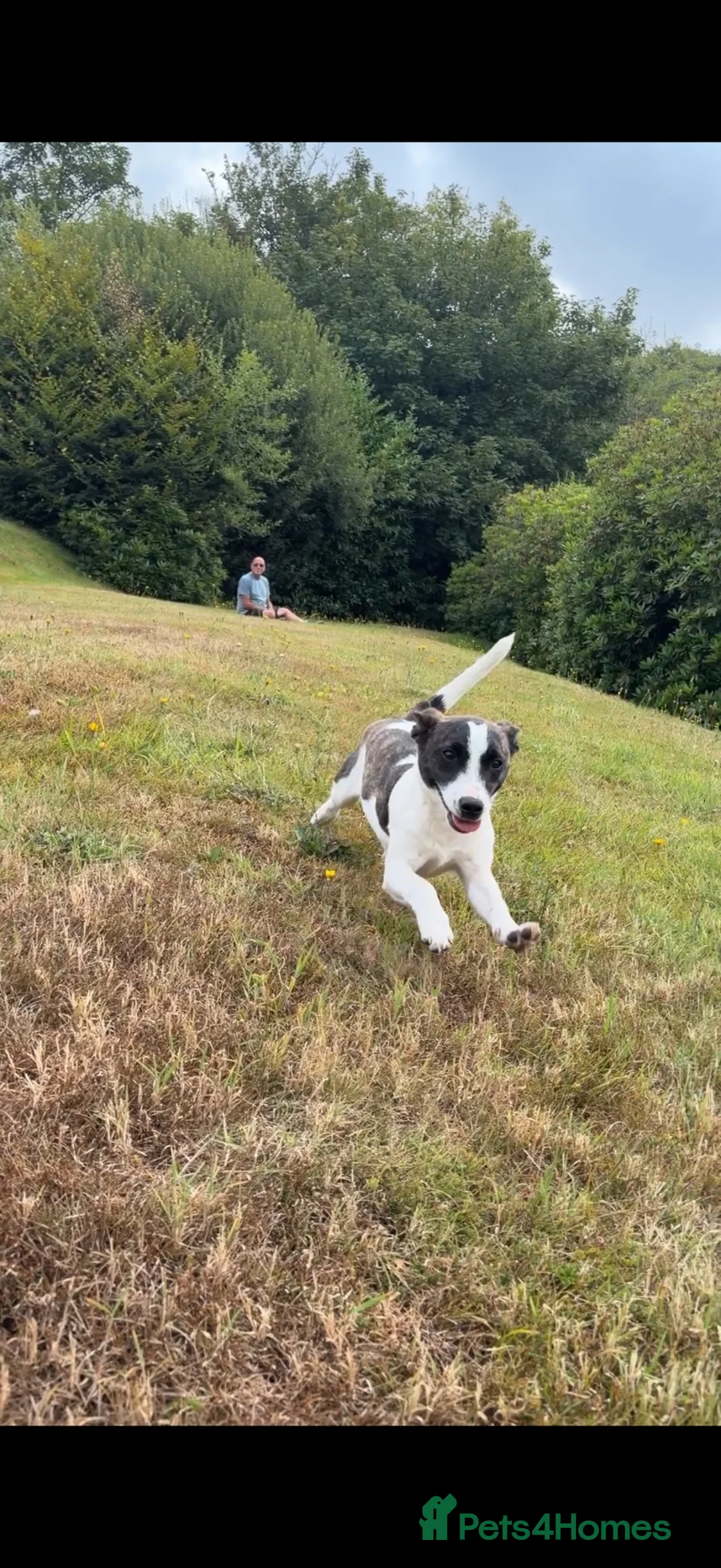 Jack Russell dogs for sale: Luna 6 months old - Advert 5