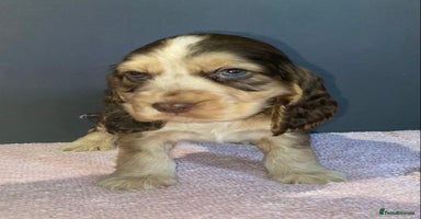 Cocker Spaniel dogs - Advert 3