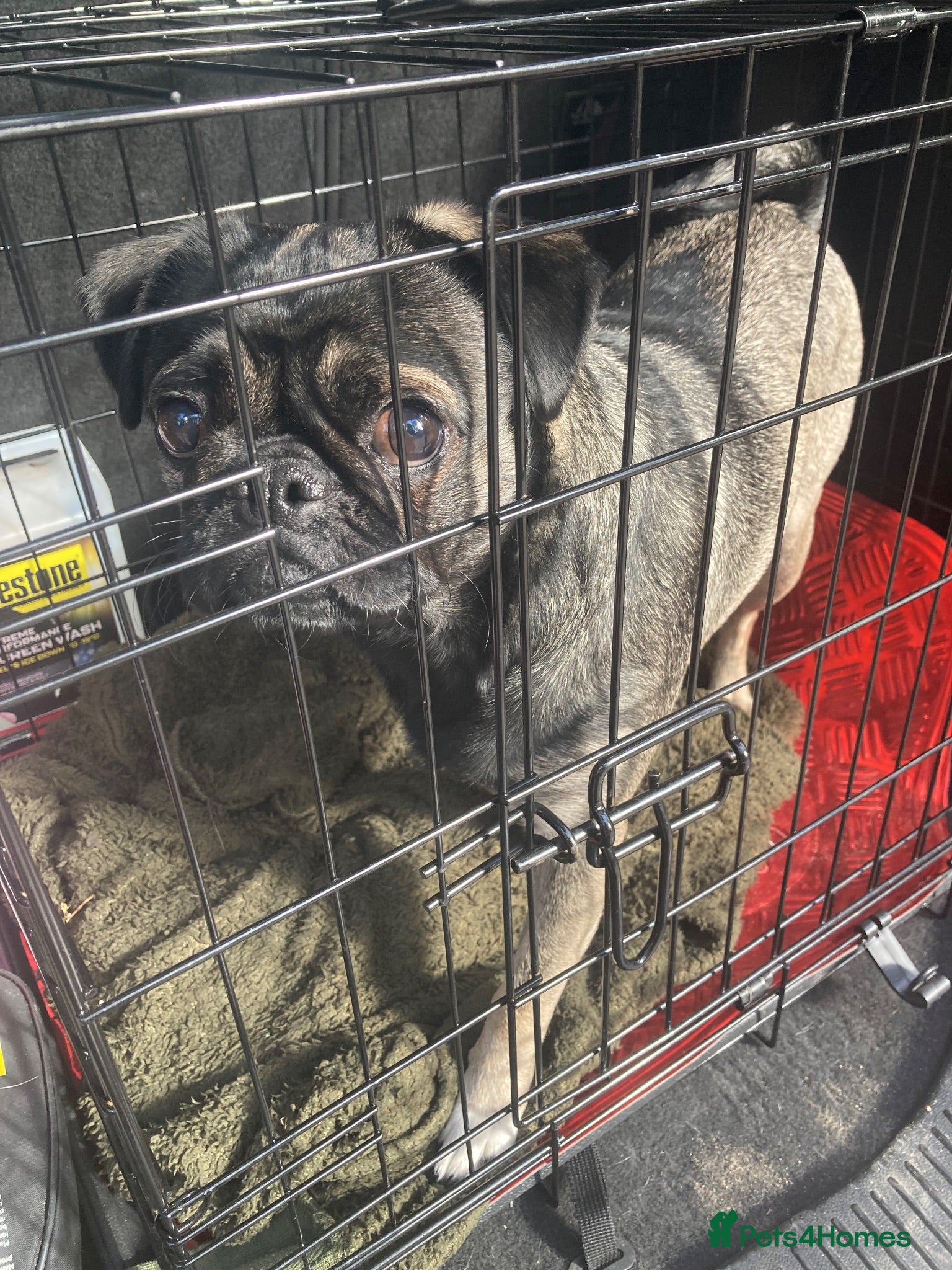 Pug dogs 1 year old pug pup - Advert 6