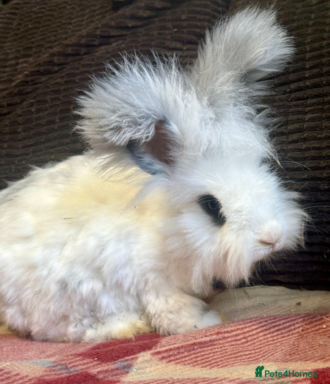 Angora rabbits for sale: Beautiful pure angora boys  - Image 1