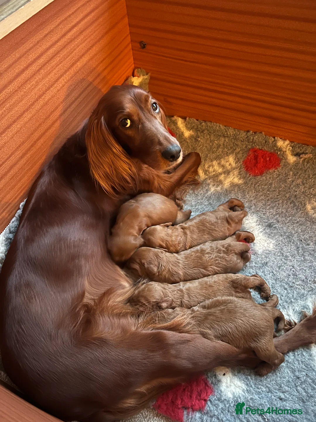 Irish Doodle dogs for sale: Beautiful Irish doodle puppies  - Advert 23