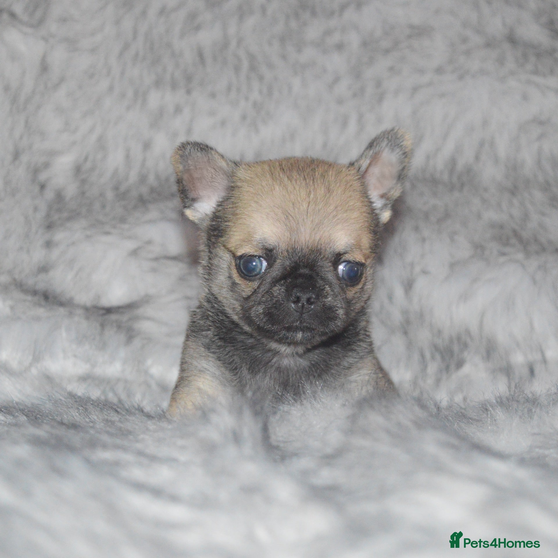 Chihuahua dogs EXTENSIVELY HEALTH TESTED KC REG CHIHUAHUAS  - Advert 1