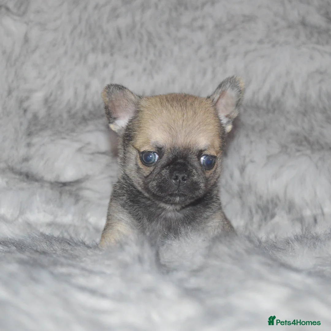 Chihuahua dogs for sale: EXTENSIVELY HEALTH TESTED KC REG CHIHUAHUAS  - Advert 1