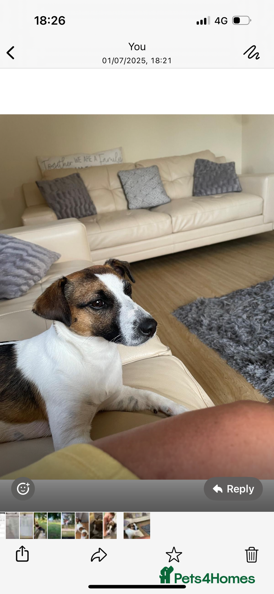 Mixed Breed dogs for sale: Jack Russell x Zoochon Puppies - Advert 1