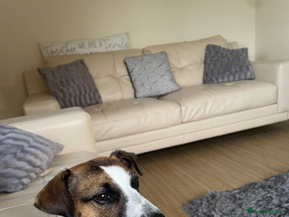 Mixed Breed dogs Jack Russell x Zoochon Puppies - Advert 14