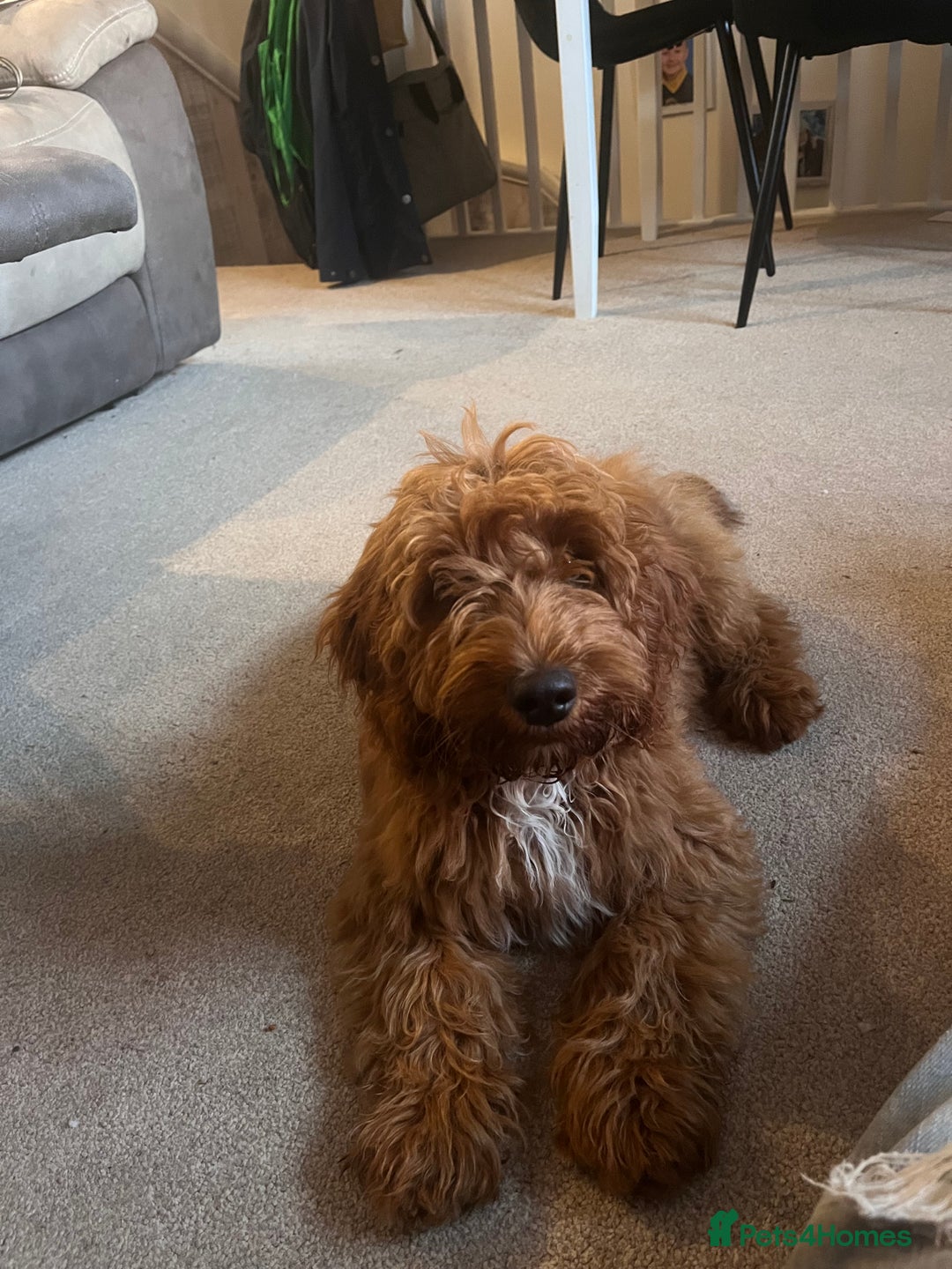 Cockapoo dogs for sale: Gorgeous male Cockapoo  - Image 1