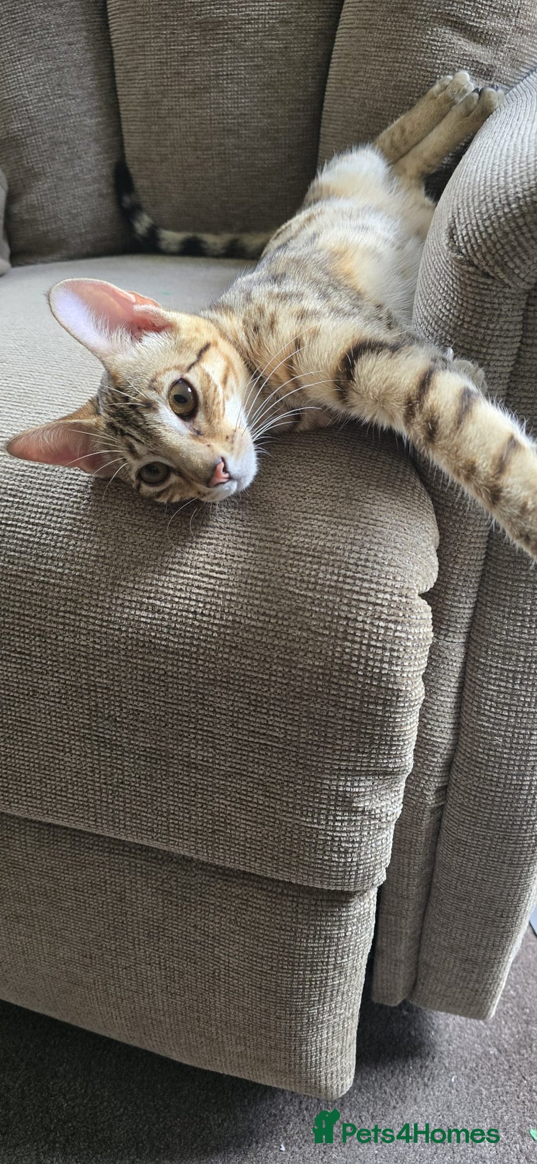 Savannah cats for sale: Beautiful F3 Savannah Kitten - Advert 5