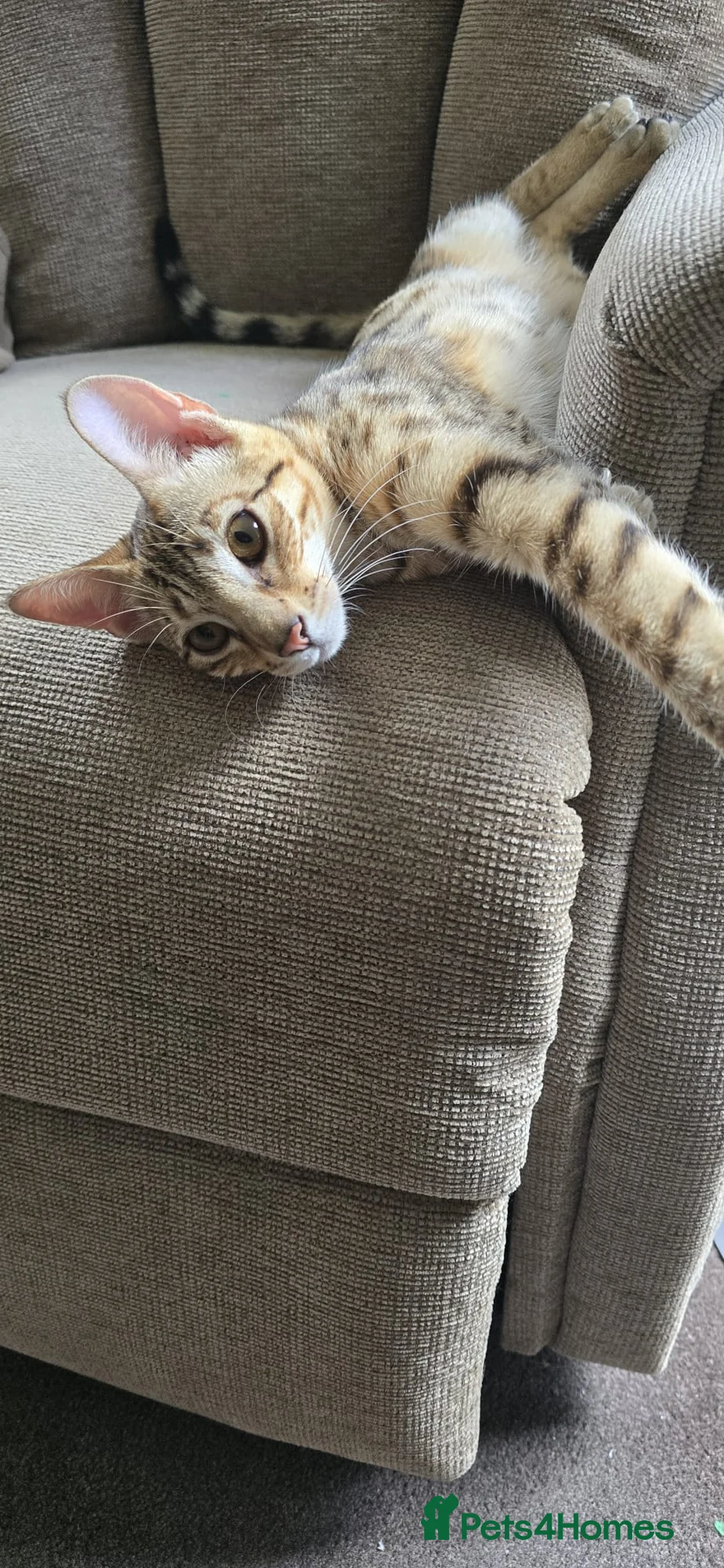 Savannah cats for sale: Beautiful F3 Savannah Kitten - Advert 6