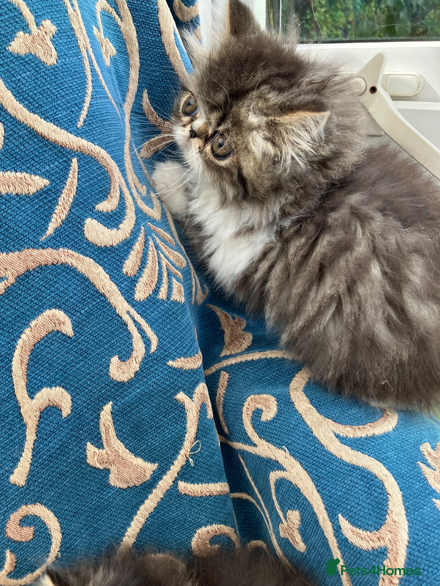 Persian cats Adorable GCCF registered Persian kittens - Advert 2