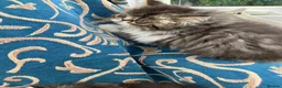 Persian cats for sale: Adorable GCCF registered Persian kittens - Advert 8