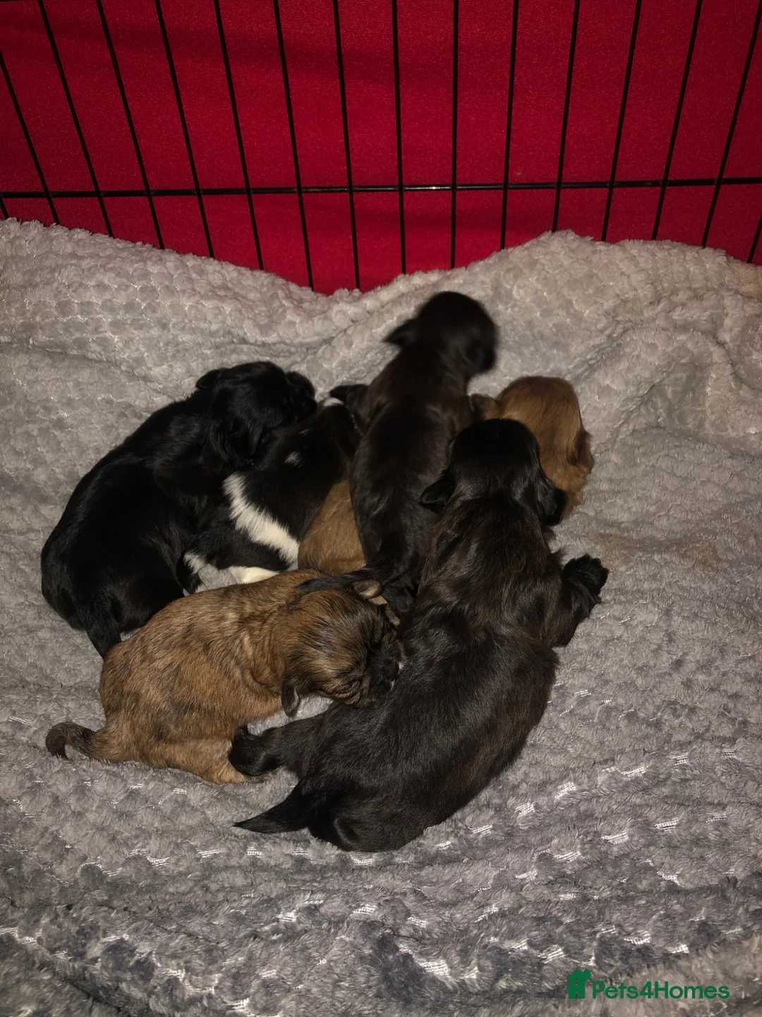 Shih Tzu dogs for sale: 6 beautiful shih tzu puppies for sale  - Advert 2