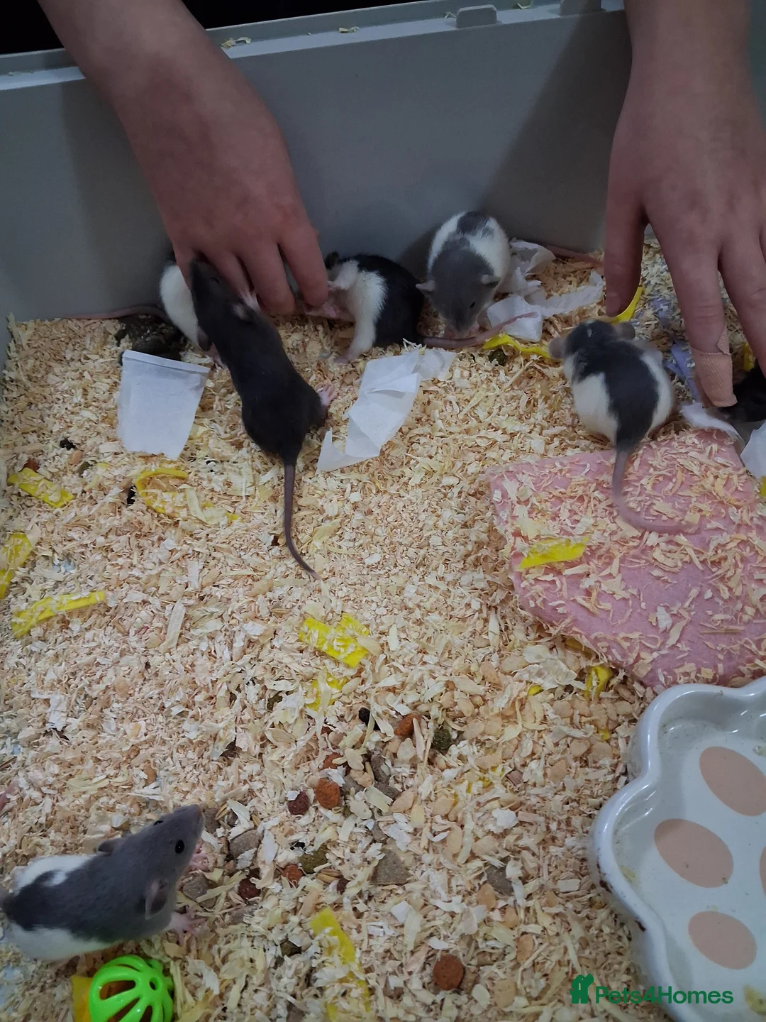 Rat rodents for sale: 6 x baby male rats  - Advert 3