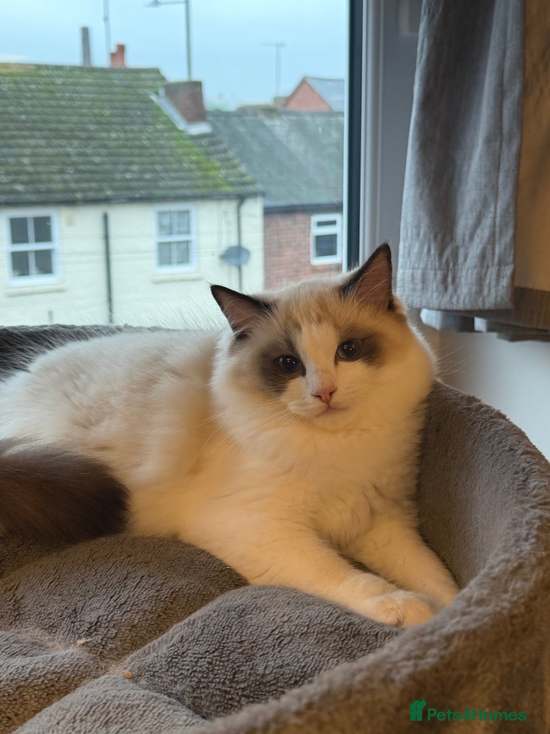 Ragdoll cats for sale: Handsome Seal Bicolour Boy 💙 - Advert 1