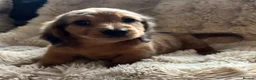 Miniature Dachshund dogs for sale: miniature long hair dachshund  in Inverurie - Advert 6