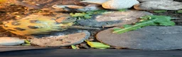 Tortoise reptiles for sale: Horsefield tortoise and setup in Wigan - Advert 6