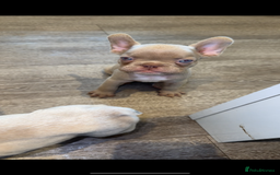 French Bulldog dogs for sale: ‼️ READY TO LEAVE NOW -3 French bulldog pups left! in Ripley - Image 9