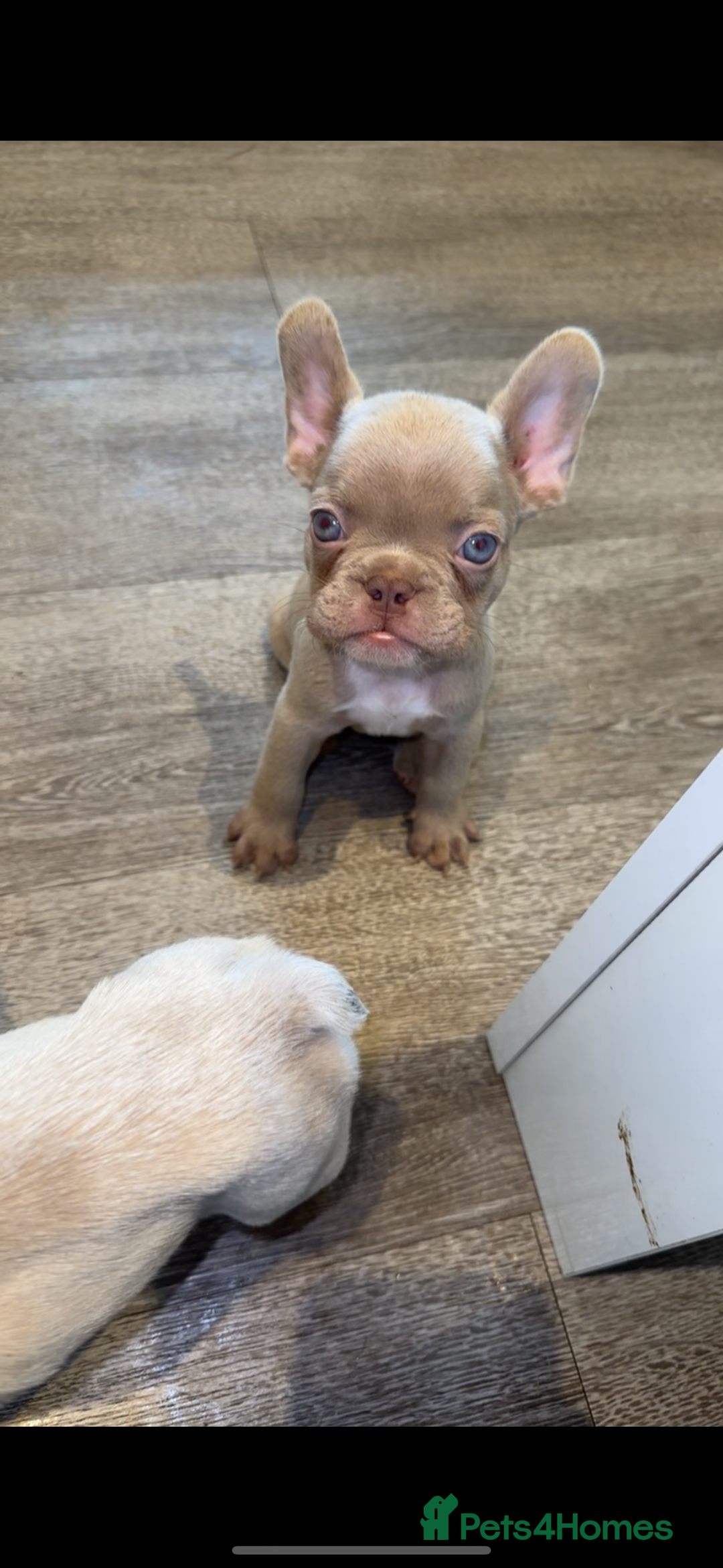 French Bulldog dogs for sale: ‼️ READY TO LEAVE NOW -3 French bulldog pups left! in Ripley - Image 9