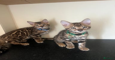 Bengal cats - Advert 4