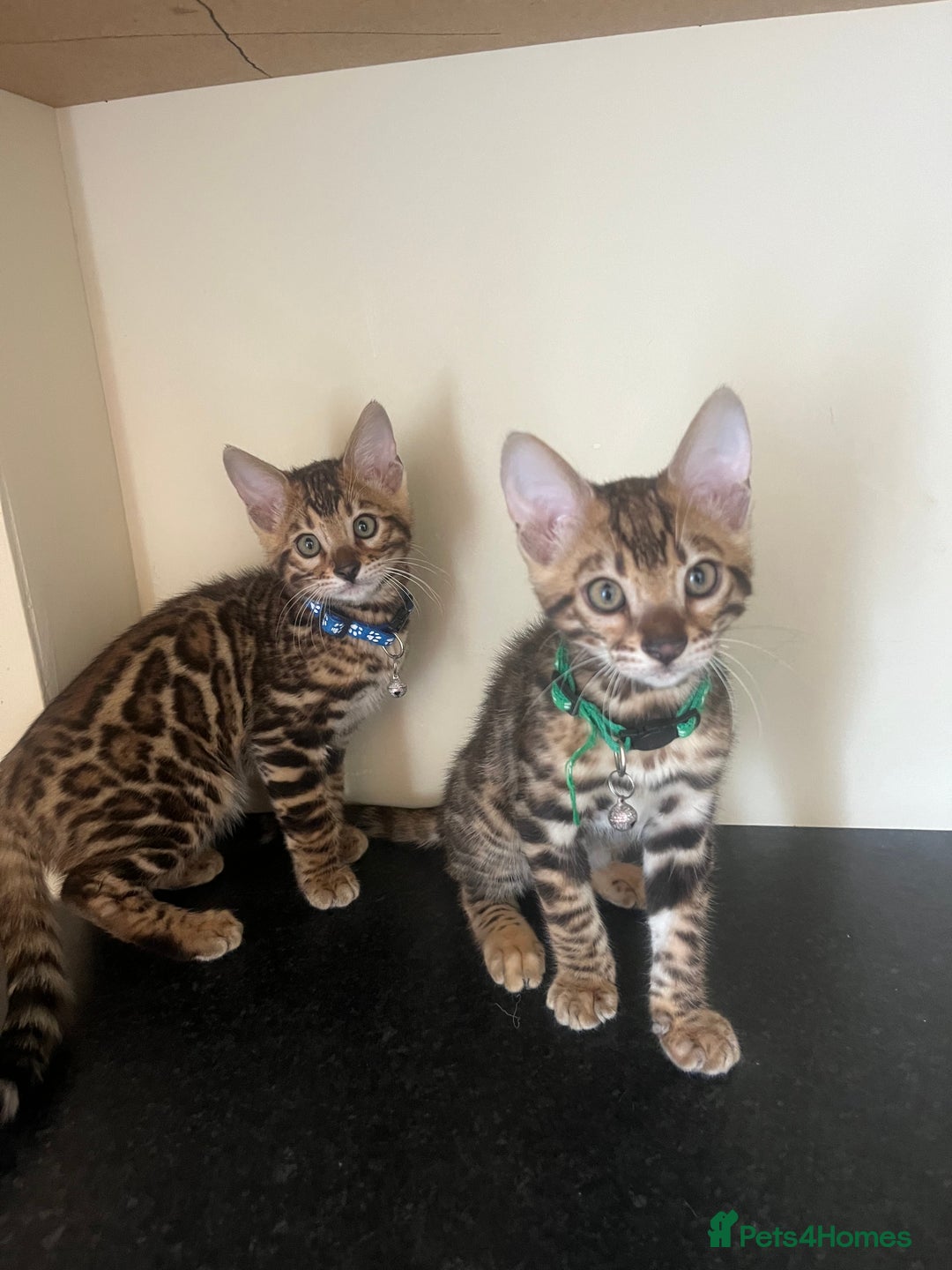 Bengal cats for sale: Available Pure Bengal kittens now! ♥️ - Image 2
