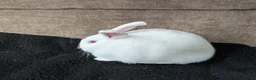 Mixed Breed rabbits for sale: Cute Albino Bunnies  - Advert 2