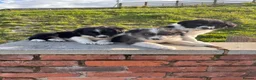 Border Collie dogs for sale: Beautiful Border Collie Puppies  - Advert 5