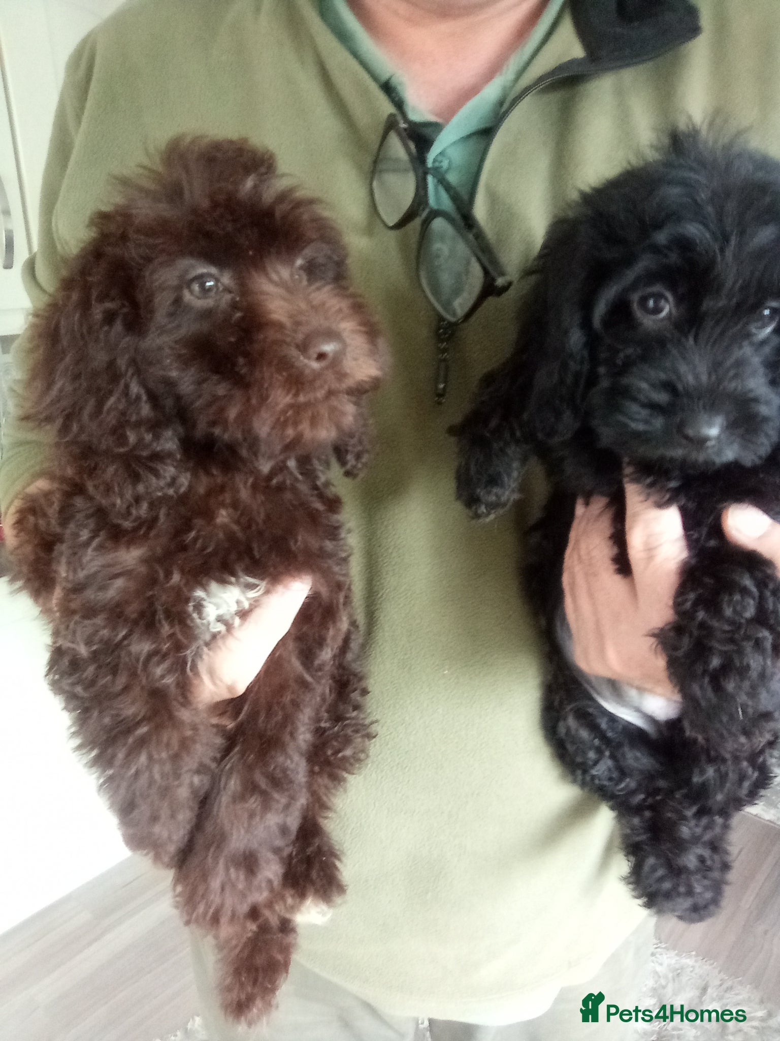 Mixed Breed dogs Cockapoo puppies  - Advert 2