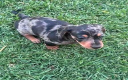 Miniature Dachshund dogs for sale: Pretty silver dapple doxies get urs home - Image 3