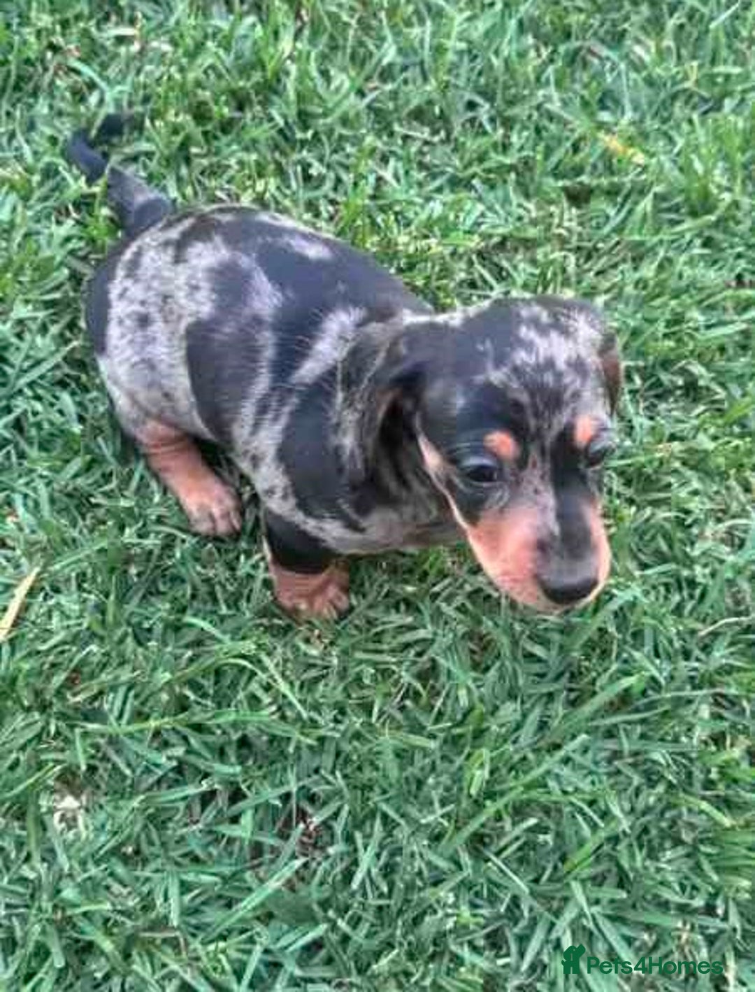 Miniature Dachshund dogs for sale: Pretty silver dapple doxies get urs home - Image 3